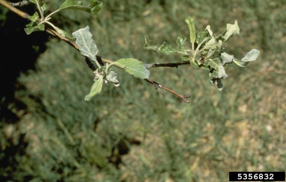 jablanova pepelovka (<i>Podosphaera leucotricha</i>) na <i>Malus domestica</i>