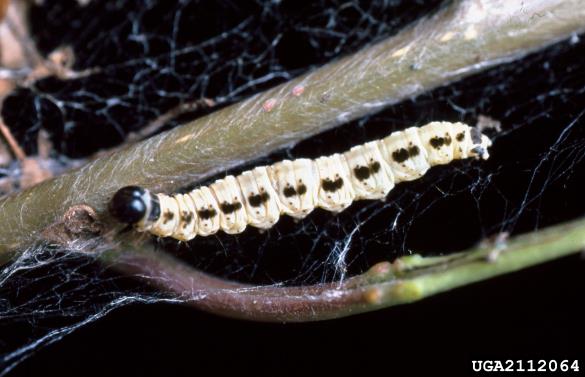 čremsov zapredkar (<i>Yponomeuta evonymella</i>) na <i>Prunus padus</i>