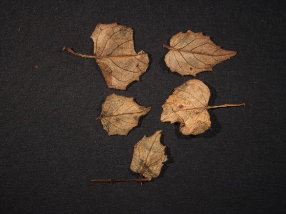 Pucciniastrum circaeae 