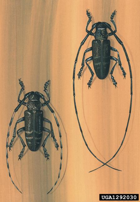 <i>Monochamus galloprovincialis</i>