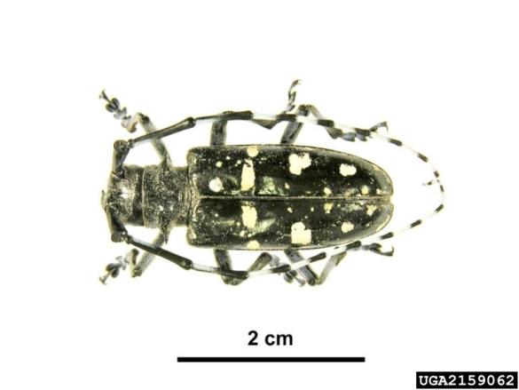 azijski kozliček (<i>Anoplophora glabripennis</i>)