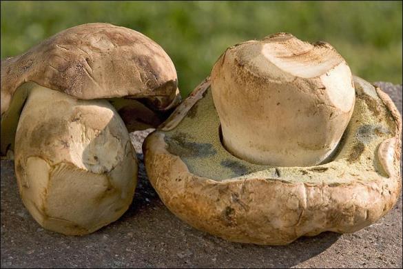 Boletus radicans