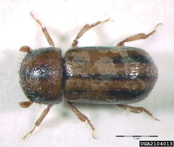 hrastov lestvičar (<i>Xyloterus signatus</i>)