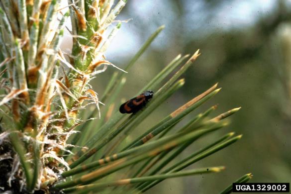 <i>Haematoloma dorsata</i> na <i>Pinus</i> spp.