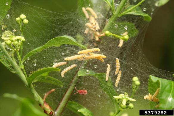 čremsov zapredkar (<i>Yponomeuta evonymella</i>) na <i>Prunus</i> spp.