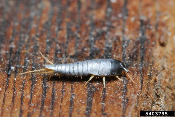 srebrna ribica (<i>Lepisma saccharina</i>)