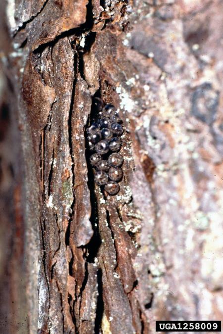 smrekov prelec (<i>Lymantria monacha</i>) na <i>Pinus sylvestris</i>