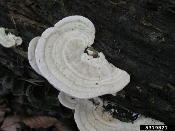 grbasta ploskocevka (<i>Trametes gibbosa</i>) na <i>Carpinus betulus</i>