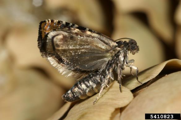 zavijač smrekovih storžev (<i>Laspeyresia strobilella</i>) na <i>Picea</i> spp.
