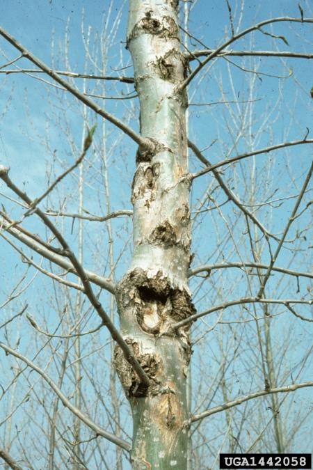 topolov rak (<i>Cryptodiaporthe populea</i>) na <i>Populus</i> spp.