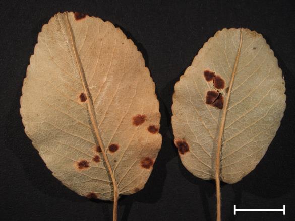 Gymnosporangium juniperinum