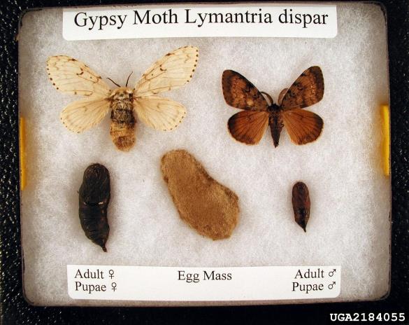 gobar (<i>Lymantria dispar</i>)