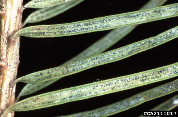 sajasti osip duglazije (<i>Phaeocryptopus gaeumannii</i>) na <i>Pseudotsuga menziesii</i>