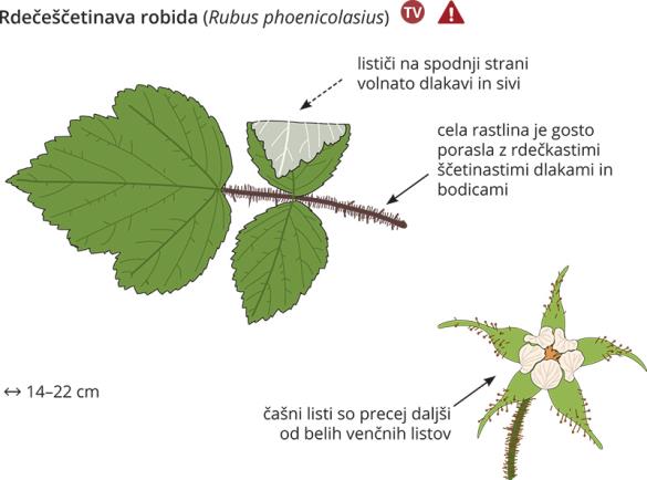 <i>Rubus phoenicolasius</i>