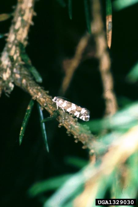 smrekov gnezdni zavijač (<i>Epinotia tedella</i>) na <i>Picea abies</i>