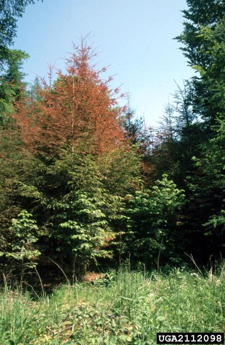 uleknjenost lubja na duglaziji (<i>Phacidium coniferarum</i>) na <i>Pseudotsuga menziesii</i>