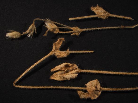 Melampsora cerastii
