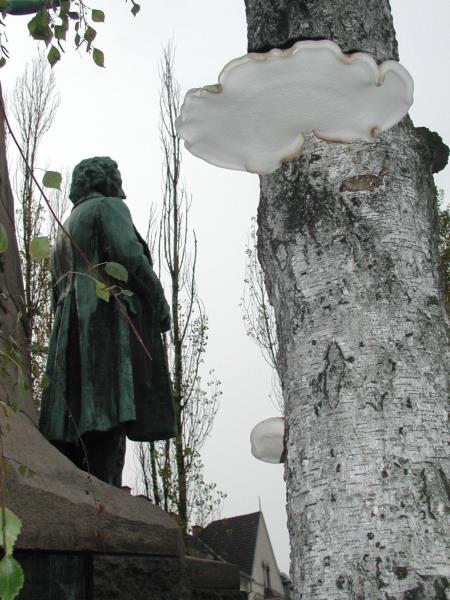 Brezova odpadljivka