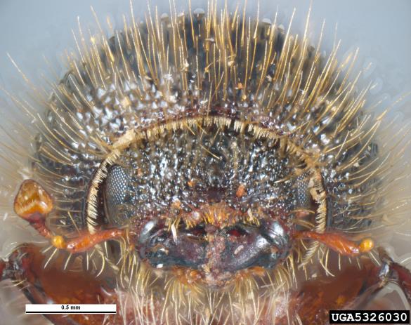 osmerozobi smrekov lubadar ali knaver (<i>Ips typographus</i>)