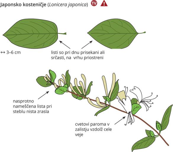 <i>Lonicera japonica</i>
