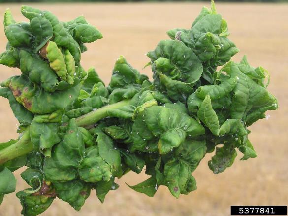 <i>Prociphilus bumeliae</i> na <i>Fraxinus excelsior</i>