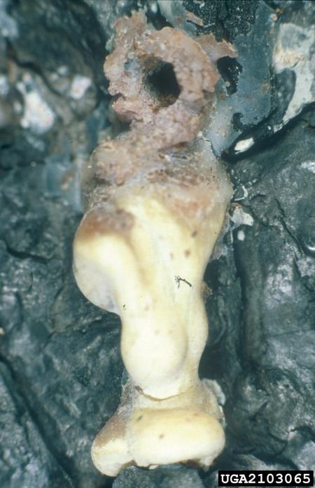 dvanajsterozobi borov lubadar (<i>Ips sexdentatus</i>) na <i>Pinus nigra</i>
