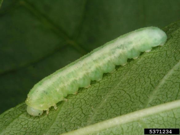 jesenova črna listna osa (<i>Tomostethus nigritus</i>)