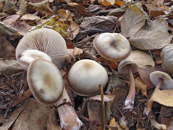 Collybia butyracea var. asema