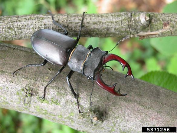 veliki rogač (<i>Lucanus cervus</i>)