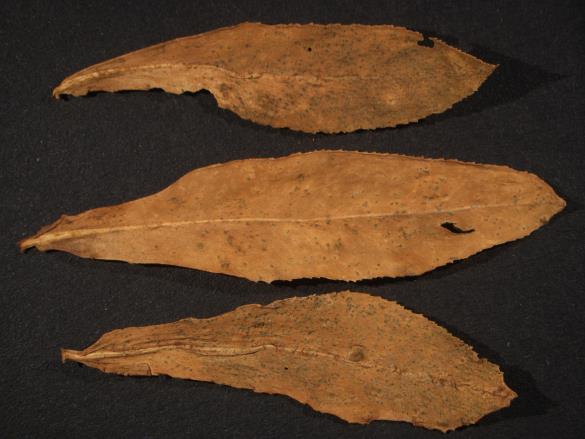 Melampsora euphorbiae 