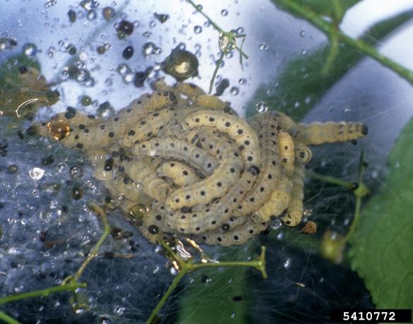 čremsov zapredkar (<i>Yponomeuta evonymella</i>) na <i>Euonymus</i> spp.