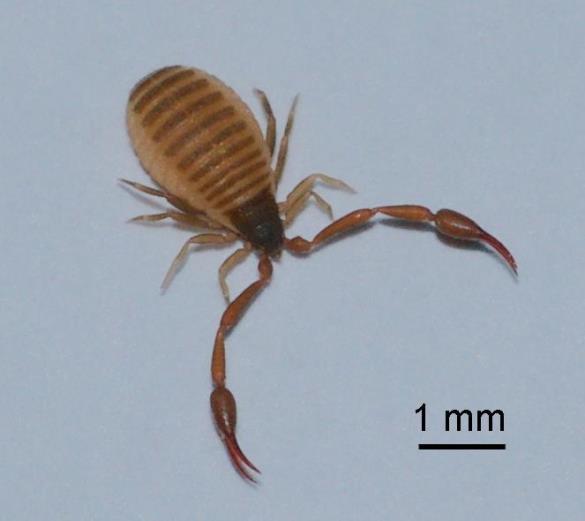 Chelifer cancroides