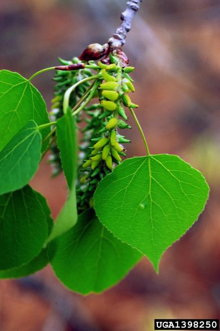 iznakaženje trepetlikovih ženskih cvetov (<i>Taphrina johansonii</i>) na <i>Populus tremuloides</i>