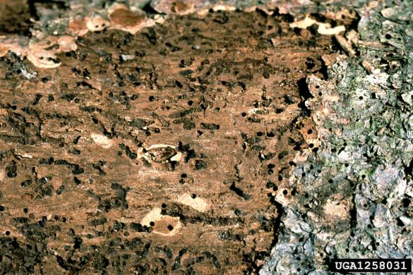 dvojnooki smrekov ličar (<i>Polygraphus poligraphus</i>)