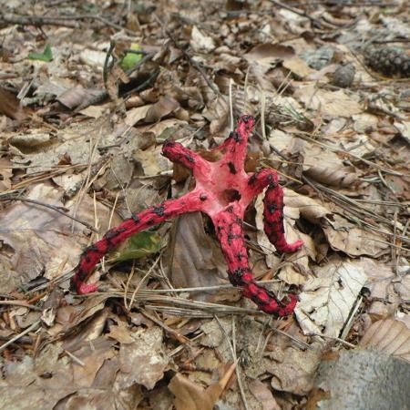 <i>Clathrus archeri</i>