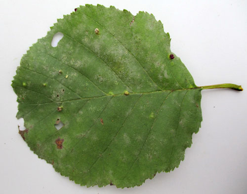 <em>Erysiphe penicillata</em>