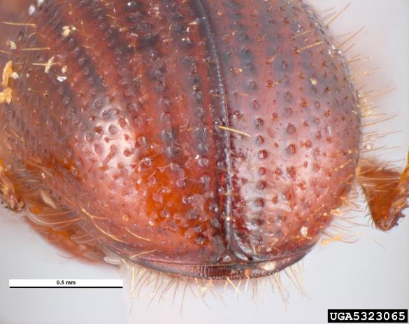 kosmati smrekov lubadar (<i>Dryocoetes autographus</i>)