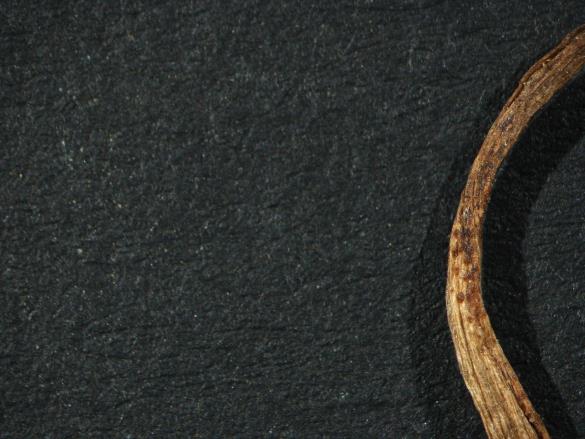 Aecidium ficariae