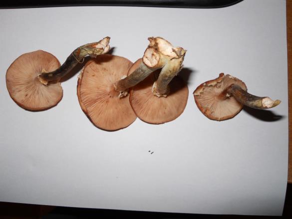 Armillaria ostoyae