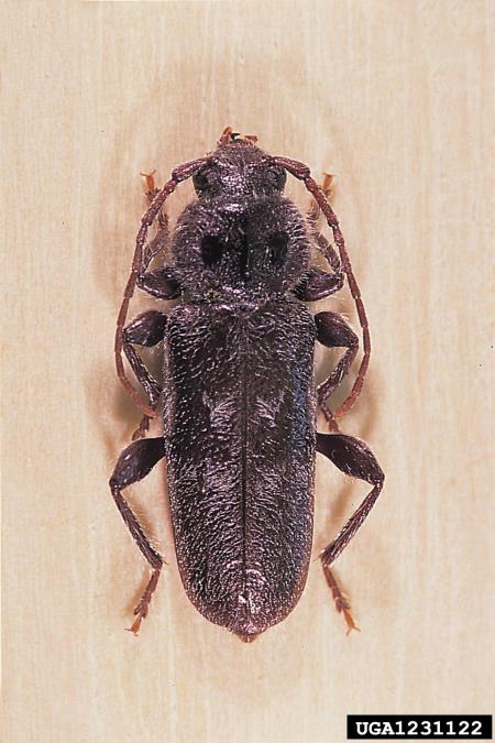 hišni kozliček (<i>Hylotrupes bajulus</i>)