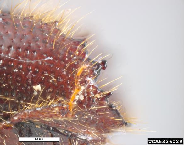 osmerozobi smrekov lubadar ali knaver (<i>Ips typographus</i>)