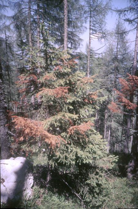 Toča