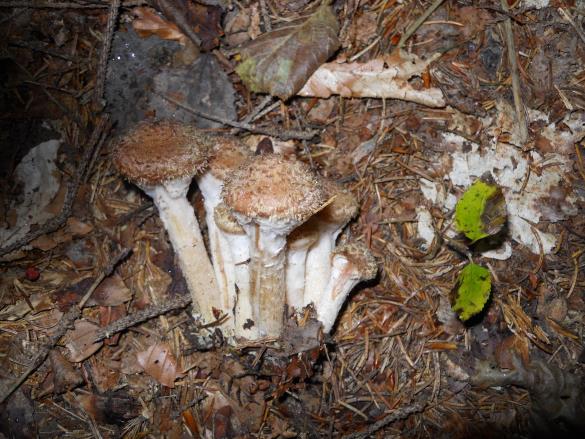 Armillaria ostoyae