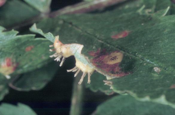 Gymnosporangium juniperinum
