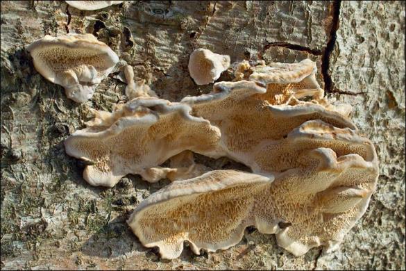 Trametes ochracea