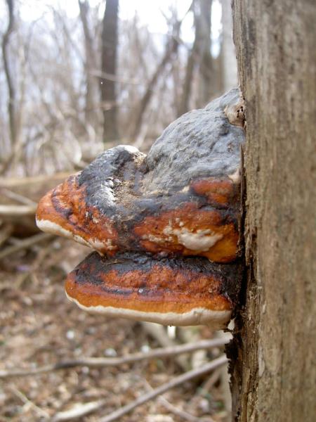 Fomitopsis pinicola