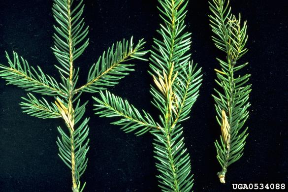 smrekov gnezdni zavijač (<i>Epinotia tedella</i>) na <i>Picea abies</i>