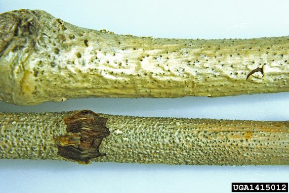 topolov rak (<i>Cryptodiaporthe populea</i>) na <i>Populus</i> spp.