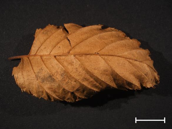 Melampsora carpini