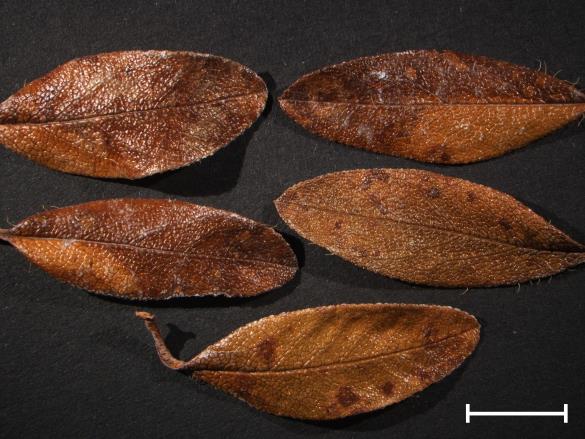 Chrysomyxa rhododendri 